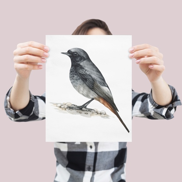 Redstart Bird Wall Art Watercolor Illustration Print Poster Card Unframed - Picture 5 of 7